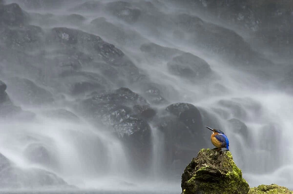 Madagascar Malachite kingfisher (Alcedo vintisioides) Cascade sacree  /  The sacred waterfall