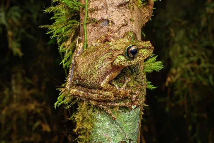 Framed Print : Madagascar mossy frog (Spinomantis aglavei) camouflaged on tree trunk at night, Maromizaha Forest, near Andasibe-Mantadia National park, eastern Madagascar Framed Print : Madagascar mossy frog (Spinomantis aglavei) camouflaged on tree trunk at night, Maromizaha Forest, near Andasibe-Mantadia National park, eastern Madagascar