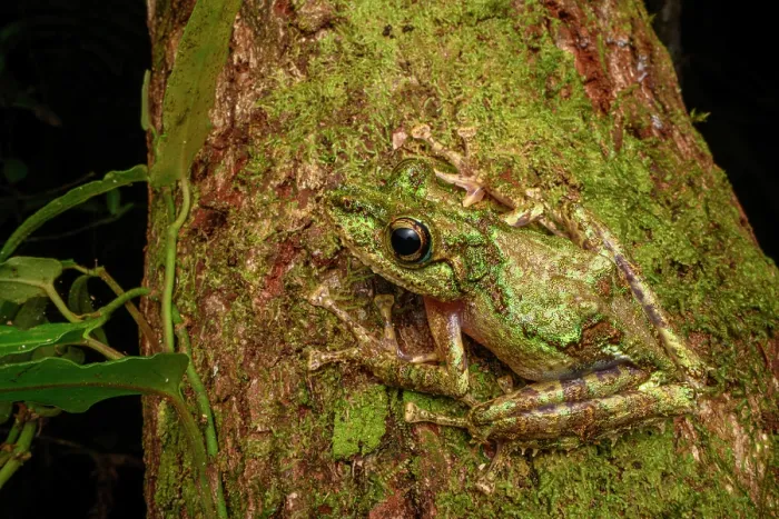 Framed Print : Madagascar mossy frog (Spinomantis aglavei) camouflaged on tree trunk at night, Maromizaha Forest, near Andasibe-Mantadia National Park, eastern Madagascar Framed Print : Madagascar mossy frog (Spinomantis aglavei) camouflaged on tree trunk at night, Maromizaha Forest, near Andasibe-Mantadia National Park, eastern Madagascar