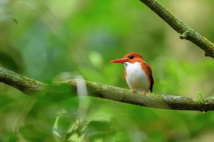 Framed Print : Madagascar pygmy kingfisher (Corythornis madagascariensis) perched on branch in forest understorey, Montagne d'Ambre National Park, northern Madagascar Framed Print : Madagascar pygmy kingfisher (Corythornis madagascariensis) perched on branch in forest understorey, Montagne d'Ambre National Park, northern Madagascar