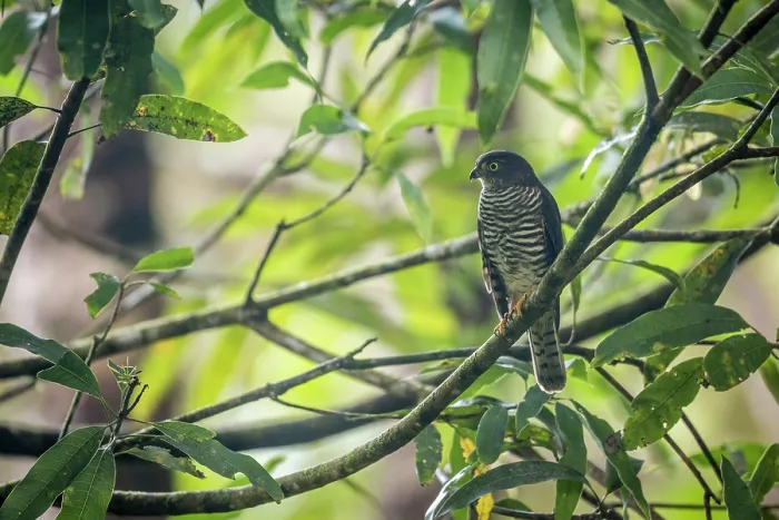 Framed Print : Madagascar sparrowhawk (Accipiter madagascariensis) perched on tree, Masoala National Park, Madagascar Framed Print : Madagascar sparrowhawk (Accipiter madagascariensis) perched on tree, Masoala National Park, Madagascar