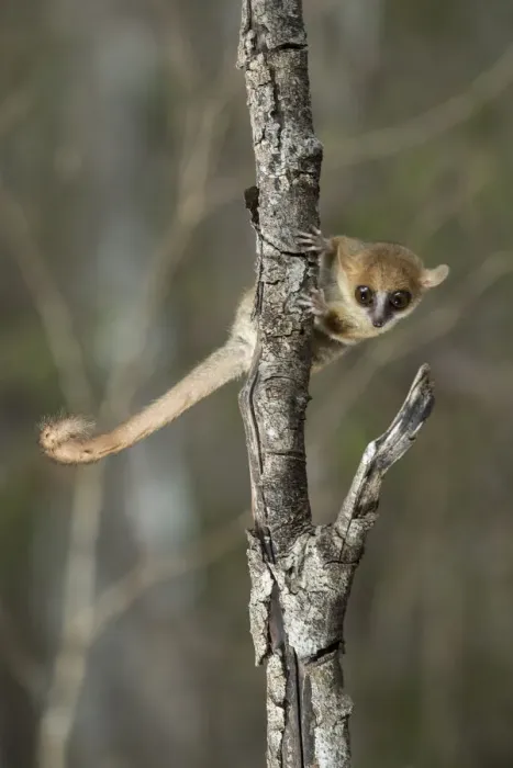 Framed Print : Madame Berthes Mouse Lemur (Microcebus berthae), the worlds smallest primate Framed Print : Madame Berthes Mouse Lemur (Microcebus berthae), the worlds smallest primate