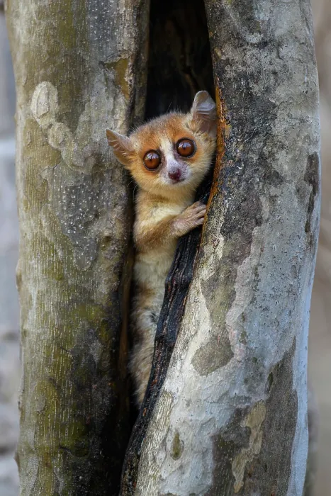 Framed Print : Madame Berthe's mouse lemur (Microcebus berthae), the world's smallest primate, peering out from tree hole, Menabe Central Forest, near Akiba Marofandilia Lodge Framed Print : Madame Berthe's mouse lemur (Microcebus berthae), the world's smallest primate, peering out from tree hole, Menabe Central Forest, near Akiba Marofandilia Lodge