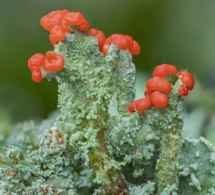 Framed Print : Madames cup lichen (Cladonia coccifera), Peatlands Park, County Armagh Framed Print : Madames cup lichen (Cladonia coccifera), Peatlands Park, County Armagh