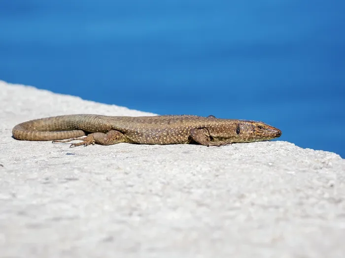 Framed Print : Madeiran wall lizard (Teira dugesii) basking on stone wall, Porto Moniz, Madeira. March Framed Print : Madeiran wall lizard (Teira dugesii) basking on stone wall, Porto Moniz, Madeira. March