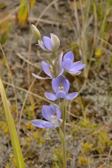 Framed Print : Madonna sun orchid (Thelymitra silena). Tasmania, Australia. October Framed Print : Madonna sun orchid (Thelymitra silena). Tasmania, Australia. October