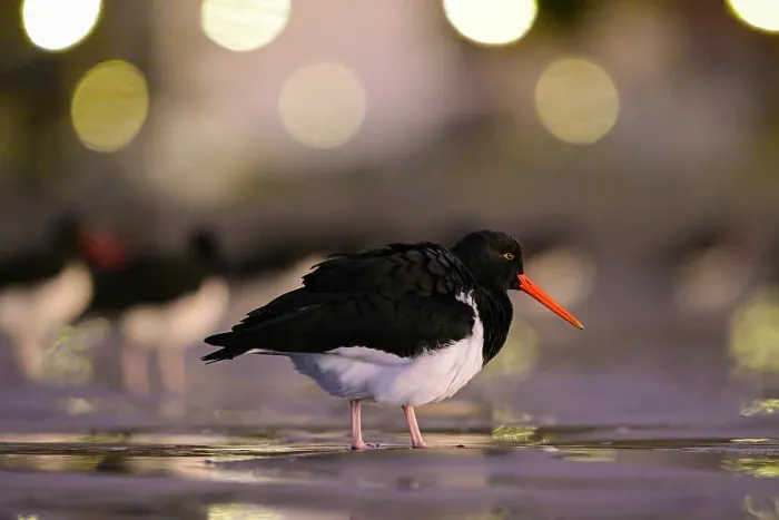 Framed Print : Magellanic oystercatcher (Haematopus leucopodus) on the beach of Rada Tilly city with city lights in the background, Chubut Province, Patagonia, Argentina. June Framed Print : Magellanic oystercatcher (Haematopus leucopodus) on the beach of Rada Tilly city with city lights in the background, Chubut Province, Patagonia, Argentina. June