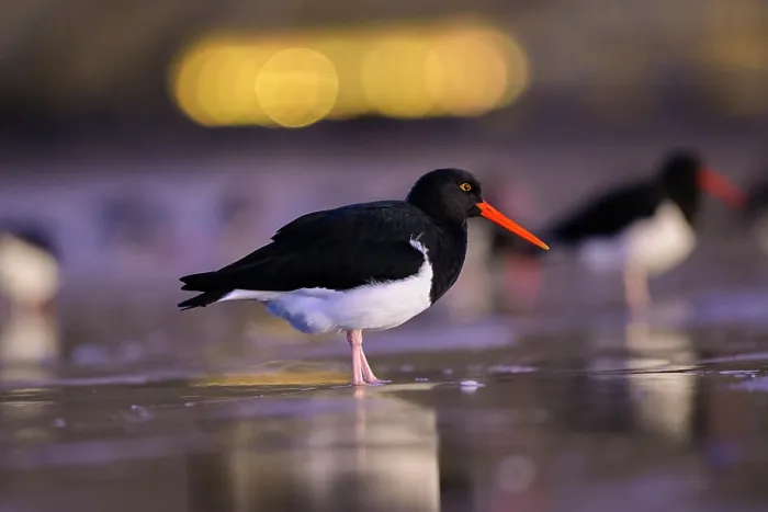 Framed Print : Magellanic oystercatcher (Haematopus leucopodus) on the beach of Rada Tilly city with city lights in the background, Chubut Province, Patagonia, Argentina. June Framed Print : Magellanic oystercatcher (Haematopus leucopodus) on the beach of Rada Tilly city with city lights in the background, Chubut Province, Patagonia, Argentina. June