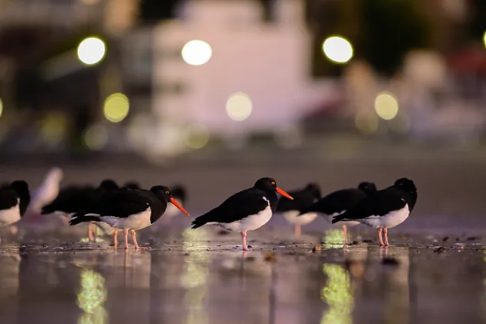 Framed Print : Magellanic oystercatchers (Haematopus leucopodus) flock on the beach of Rada Tilly city with city lights in the background, Chubut Province, Patagonia, Argentina. June Framed Print : Magellanic oystercatchers (Haematopus leucopodus) flock on the beach of Rada Tilly city with city lights in the background, Chubut Province, Patagonia, Argentina. June