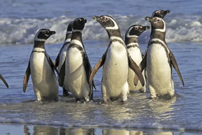 Framed Print : Magellanic penguin (Spheniscus magellanicus), adults coming back from the sea, Saunders Island