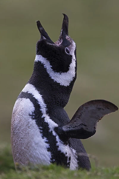 Magellanic penguin (Spheniscus magellanicus) calling at the entrance of burrow, courtship display