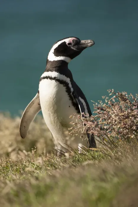 Framed Print : Magellanic Penguin (Spheniscus magellanicus) portrait in grass, New Island, Falkland Framed Print : Magellanic Penguin (Spheniscus magellanicus) portrait in grass, New Island, Falkland