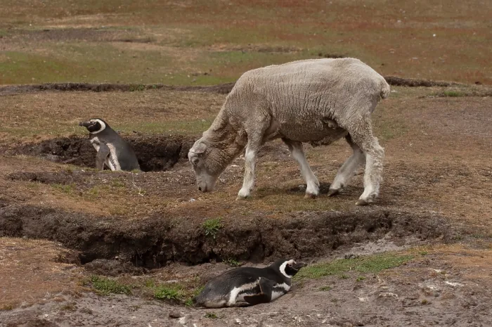 Framed Print : Two Magellanic penguins (Spheniscus magellanicus) at burrow entrance with a sheep grazing grassland, Saunders Island, Falkland Islands Framed Print : Two Magellanic penguins (Spheniscus magellanicus) at burrow entrance with a sheep grazing grassland, Saunders Island, Falkland Islands