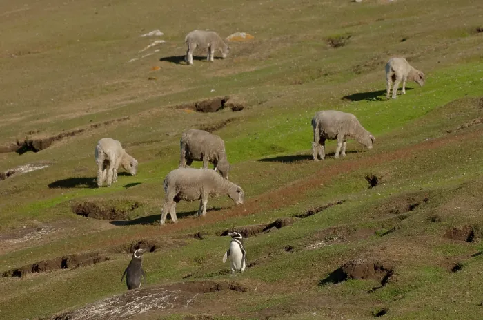 Framed Print : Magellanic penguins (Spheniscus magellanicus) close to their burrows with sheep grazing grassland, Saunders Island, Falkland Islands Framed Print : Magellanic penguins (Spheniscus magellanicus) close to their burrows with sheep grazing grassland, Saunders Island, Falkland Islands