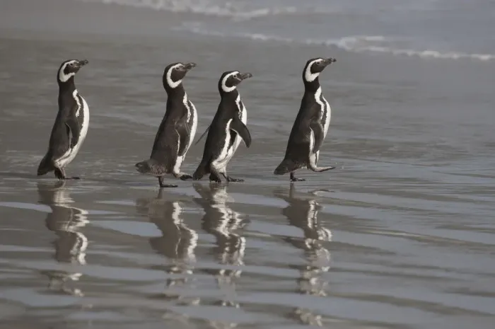 Framed Print : Magellanic Penguins (Spheniscus magellanicus)marching to the sea, Saunders Island Framed Print : Magellanic Penguins (Spheniscus magellanicus)marching to the sea, Saunders Island