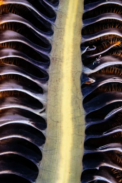 Framed Print : Magnificent anemone shrimp (Ancylomenes magnificus) resting on a large Sea pen (Pteroeides argenteum) at night, Komodo National Park, Indonesia, Savu Sea, Indian Ocean