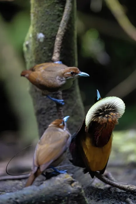 Framed Print : Magnificent bird of paradise (Diphyllodes magnificus) male displaying to two females, Arfak, West Papua