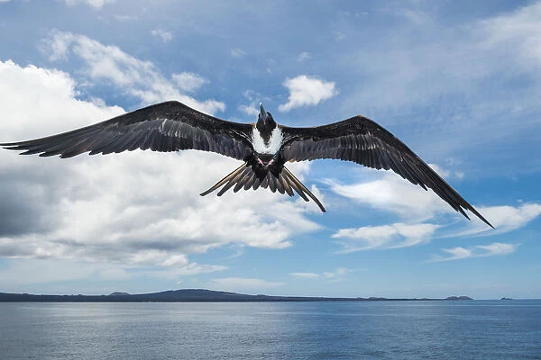 Magnificent frigatebird (Fregata magnificens) in flight, Rabida Island, Galapagos