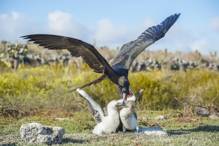 Framed Print : Magnificent frigatebird (Fregata magnificens) attacking Blue footed booby (Sula nebouxii Framed Print : Magnificent frigatebird (Fregata magnificens) attacking Blue footed booby (Sula nebouxii