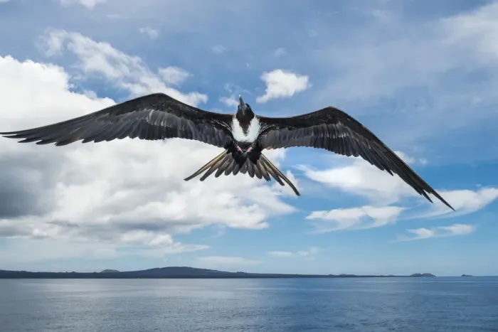 Framed Print : Magnificent frigatebird (Fregata magnificens) in flight, Rabida Island, Galapagos Framed Print : Magnificent frigatebird (Fregata magnificens) in flight, Rabida Island, Galapagos