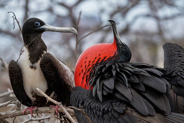 Magnificent frigatebirds (Fregata magnificens) pair in courtship display, male with gular sac inflated, North Seymour Island, Galapagos National Park, Galapagos Islands