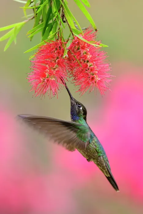 Framed Print : Magnificent hummingbird (Eugenes fulgens) male, nectaring at Bottle-brush flower (Callistemon sp.), Talamanca, Savegre Valley, Costa Rica Framed Print : Magnificent hummingbird (Eugenes fulgens) male, nectaring at Bottle-brush flower (Callistemon sp.), Talamanca, Savegre Valley, Costa Rica