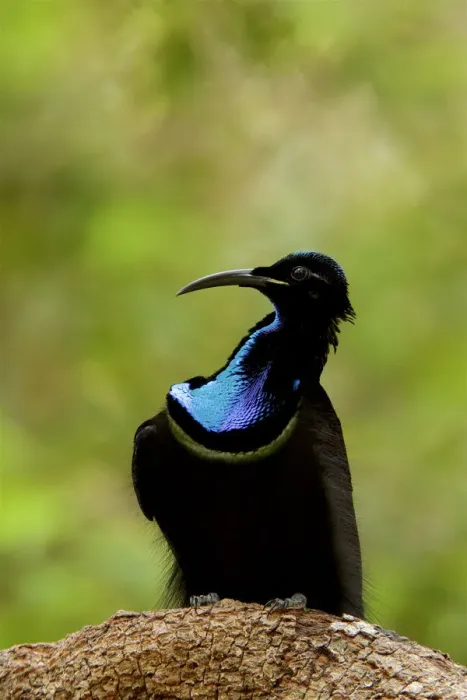 Framed Print : Magnificent riflebird (Ptiloris magnificus alberti) male on display perch