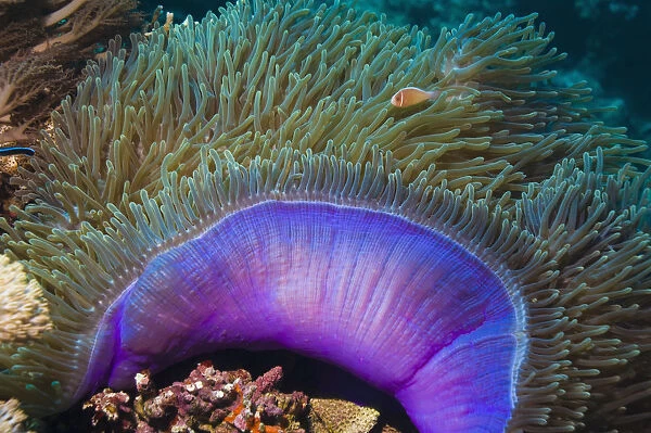 Magnificent sea anemone (Heteractis magnifica) with Anemone fish within tentacles, Indonesia