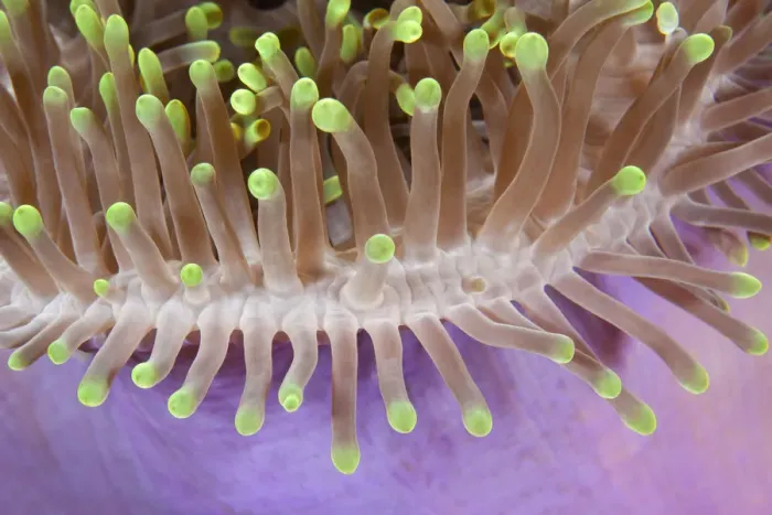 Framed Print : Detail of magnificent Sea anemone (Heteractis magnifica) Maldives, Indian Ocean Framed Print : Detail of magnificent Sea anemone (Heteractis magnifica) Maldives, Indian Ocean