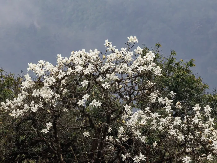 Framed Print : Magnolia (Magnolia sp.) tree in flower, Singalila National Park, Nepal Framed Print : Magnolia (Magnolia sp.) tree in flower, Singalila National Park, Nepal