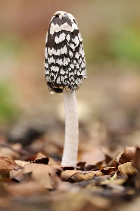 Framed Print : Magpie Fungus {Coprinus picaceus} in beech wood, Cornwall, UK. November Framed Print : Magpie Fungus {Coprinus picaceus} in beech wood, Cornwall, UK. November