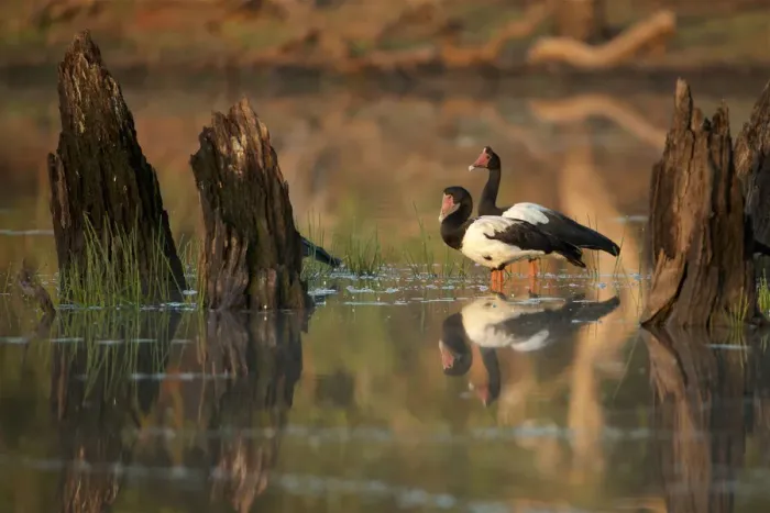 Framed Print : Magpie Goose (Anseranas semipalmata) at sunrise Lotusbird Billabong Framed Print : Magpie Goose (Anseranas semipalmata) at sunrise Lotusbird Billabong