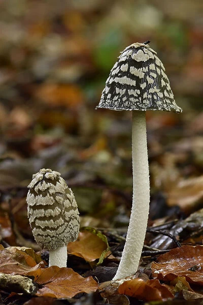 Magpie inkcap (Coprinopsis picacea) uncommon inkcap that usually grows singularly