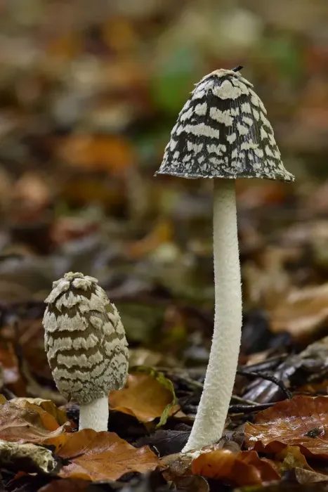 Framed Print : Magpie inkcap (Coprinopsis picacea) uncommon inkcap that usually grows singularly Framed Print : Magpie inkcap (Coprinopsis picacea) uncommon inkcap that usually grows singularly