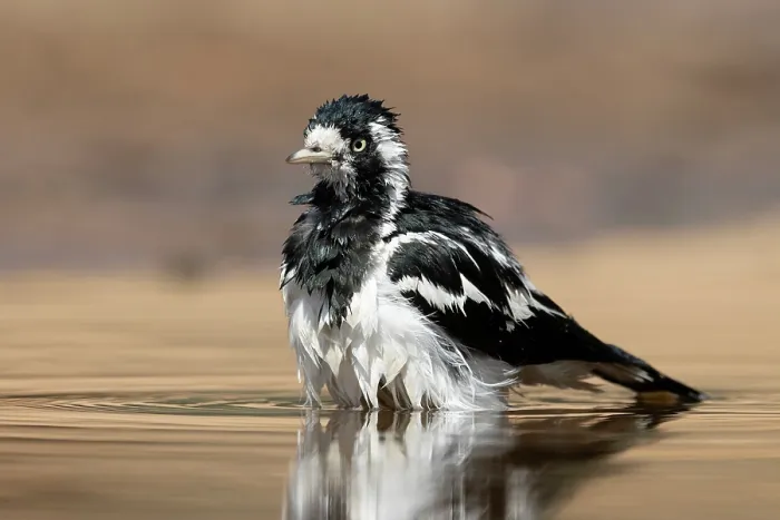 Framed Print : Magpie lark (Grallina cyanoleuca) bathing on a hot day, Pine Creek, Northern Territory, Australia Framed Print : Magpie lark (Grallina cyanoleuca) bathing on a hot day, Pine Creek, Northern Territory, Australia