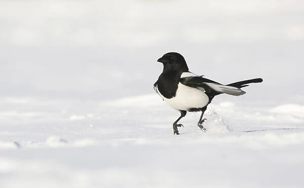 Magpie (Pica pica) hopping along over snow covered ground. Derbyshire, UK, November