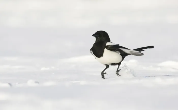 Framed Print : Magpie (Pica pica) hopping along over snow covered ground. Derbyshire, UK, November Framed Print : Magpie (Pica pica) hopping along over snow covered ground. Derbyshire, UK, November