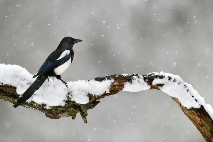 Framed Print : Magpie (Pica pica) perched on branch in snow, Lorraine, France, January Framed Print : Magpie (Pica pica) perched on branch in snow, Lorraine, France, January