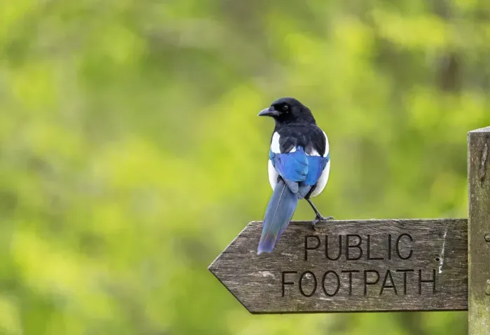 Framed Print : Magpie (Pica pica) perched on a public footpath sign, Essex, UK, April Framed Print : Magpie (Pica pica) perched on a public footpath sign, Essex, UK, April