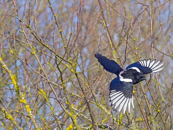 Magpie (Pica pica) taking off from hedgerow, Titchwell, Norfolk, England, UK, March