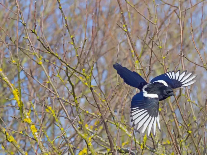 Framed Print : Magpie (Pica pica) taking off from hedgerow, Titchwell, Norfolk, England, UK, March Framed Print : Magpie (Pica pica) taking off from hedgerow, Titchwell, Norfolk, England, UK, March