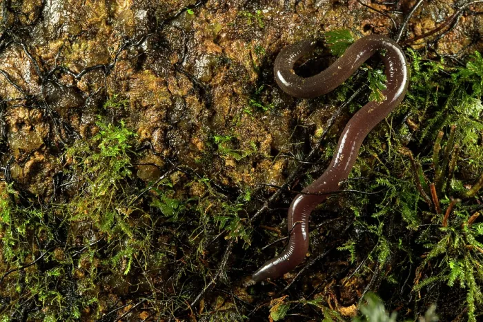 Framed Print : Mahe island caecilian (Hypogeophis brevis) moving over mossy stone, Mahè Island, Seychelles Framed Print : Mahe island caecilian (Hypogeophis brevis) moving over mossy stone, Mahè Island, Seychelles