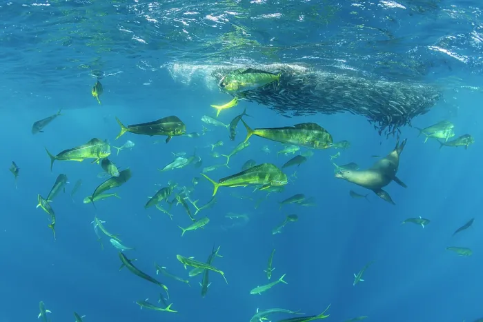 Framed Print : Mahi-mahi  /  Common dolphinfish (Coryphaena hippurus) shoal and California sea lion (Zalophus californianus) feeding on Sardine (Sardinops sagax) bait ball, Magdalena Bay
