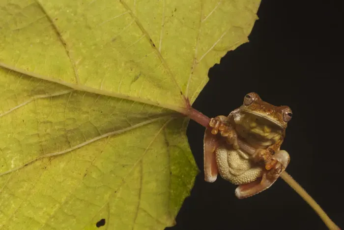 Framed Print : Mahogany treefrog (Tlalocohyla loquax) clasping onto leaf stem, view from below Framed Print : Mahogany treefrog (Tlalocohyla loquax) clasping onto leaf stem, view from below