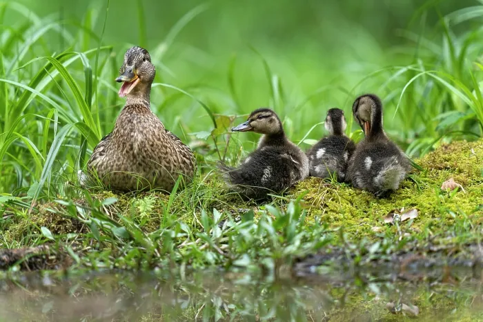 Framed Print : Mailard (Anas platyrhynchos) female, with three ducklings resting on moss at water's edge, quacking, Lucerne, Switzerland. May Framed Print : Mailard (Anas platyrhynchos) female, with three ducklings resting on moss at water's edge, quacking, Lucerne, Switzerland. May