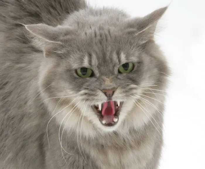 Framed Print : Maine Coon female cat, Serafin, in fierce defensive posture Framed Print : Maine Coon female cat, Serafin, in fierce defensive posture