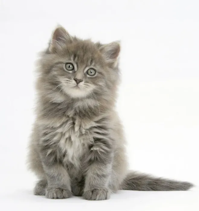 Framed Print : Maine Coon kitten, 7 weeks, against white background Framed Print : Maine Coon kitten, 7 weeks, against white background