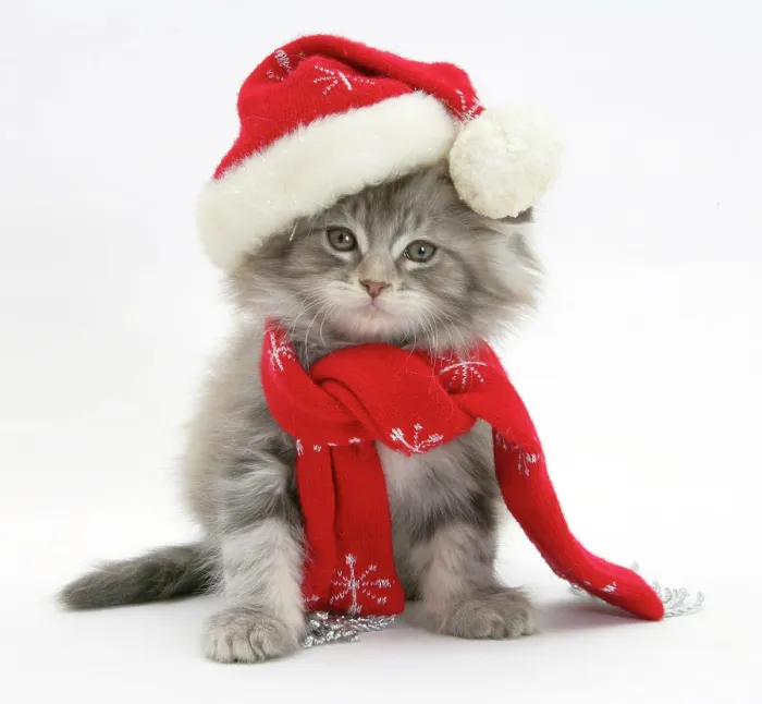 Framed Print : Maine Coon kitten wearing a Father Christmas hat and scarf Framed Print : Maine Coon kitten wearing a Father Christmas hat and scarf