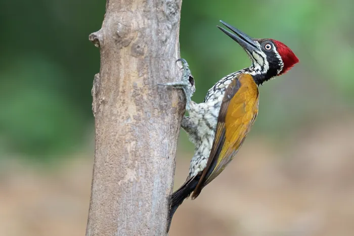 Framed Print : Malabar flameback woodpecker (Chrysocolaptes socialis) male, perched on tree trunk, Thattekad Bird Reserve, Kerala, India Framed Print : Malabar flameback woodpecker (Chrysocolaptes socialis) male, perched on tree trunk, Thattekad Bird Reserve, Kerala, India