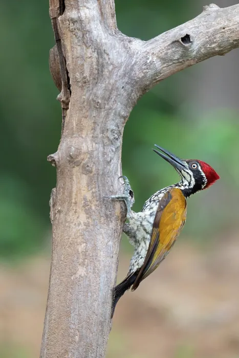 Framed Print : Malabar flameback woodpecker (Chrysocolaptes socialis) male, perched on tree trunk, Thattekad Bird Reserve, Kerala, India